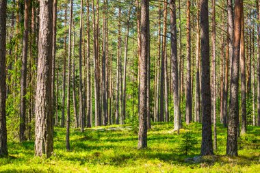 Güzel arka plan üzerinde orman