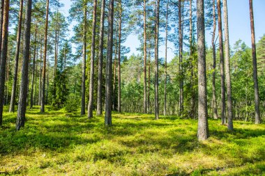 Güneş ışığı ile orman