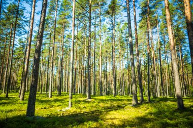 Güneş ışığı ile orman