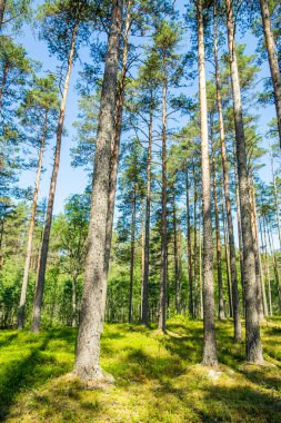 Güneş ışığı ile orman