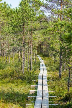 Orman ağaç yol yolu