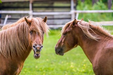 Sahada oynayan atlar