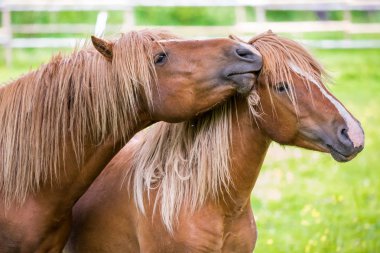 Sahada oynayan atlar