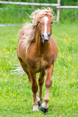 Sahada çalışan at