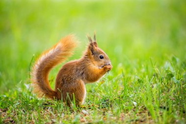 sincap çimlerin üzerinde