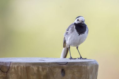 Ahşap üzerine Beyaz Kuyruksallayan