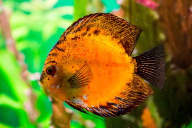 Balık discus (Symphysodon sp.)