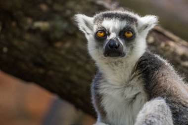Lemuriformes vahşi hayvan yaşam