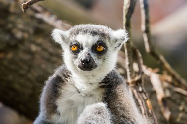Lemuriformes vahşi hayvan yaşam