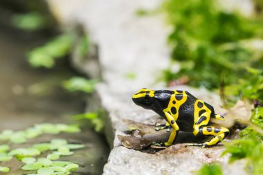 Sarı bantlı zehirli ok kurbağası