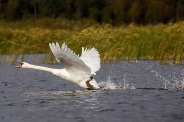 Su uçan kuğu Başlat