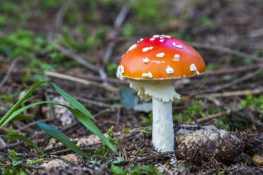 Ormanda mantar mantarı