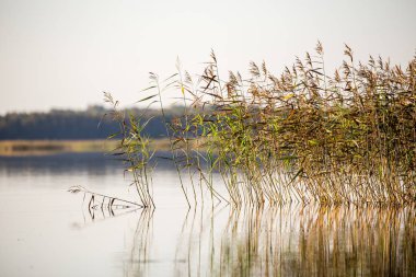 Sabah Gölü bitki çim