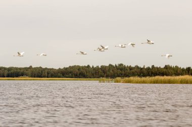Kuğular gölde uçan hayat