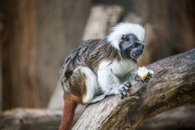 Pamuk-top pembe maymun (saguinus oedipus)