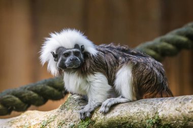 Pamuk-top pembe maymun (saguinus oedipus)