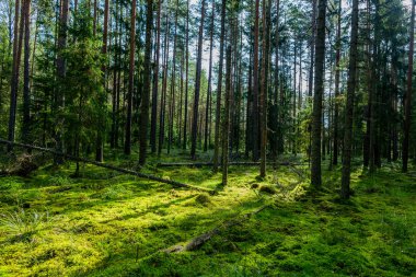 Güneş ışığı ile yeşil vahşi orman