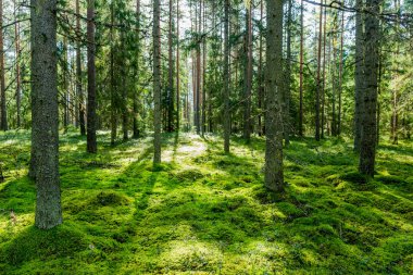 Güneş ışıkları ile yeşil orman