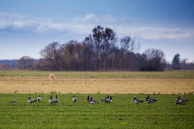 Gizli avcı Gilly ve yaban ördekleri üzerinde fileld giymiş