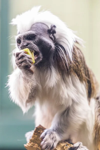 Katoenen Top Tamarin Eten — Stockfoto