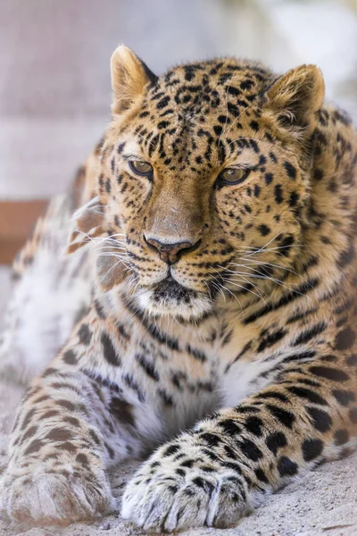 Snow Leopard Vida Selvagem — Fotografia de Stock