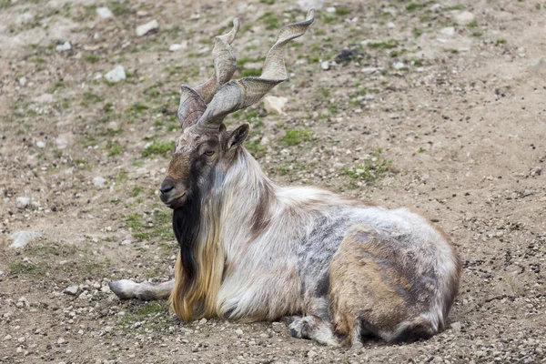 Tadjik Markhor Capra Falconeri Heptneri — Photo