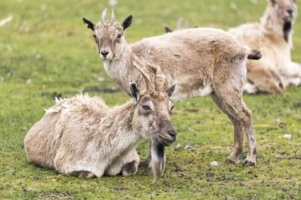 Tadschikischen Markhor Capra Falconeri Heptneri — Stockfoto