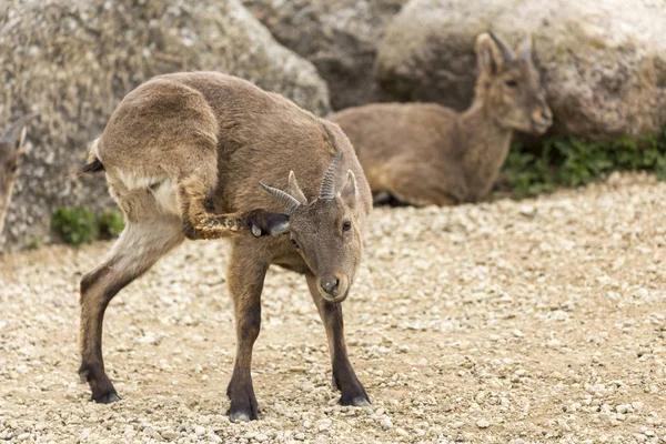 Tadjik Markhor Capra Falconeri Heptneri — Fotografia de Stock