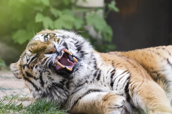 Amur Tiger Mit Offenem Maul — Stockfoto