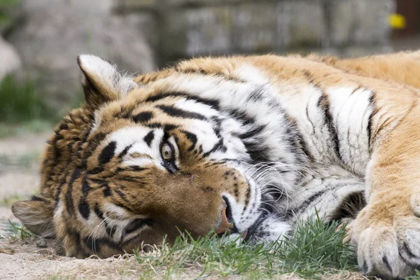 Ruhender Amur Tiger Zoo Von Tallinn — Stockfoto