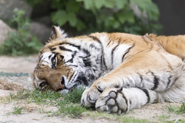 Descansando Tigre Amur Grama Jardim Zoológico Tallinn — Fotografia de Stock