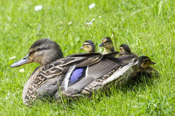 Ducklings with mum on the grass