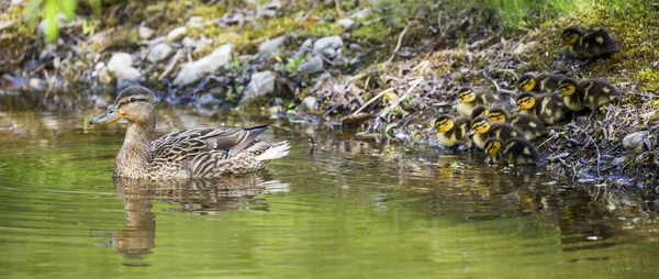 Ducklings with mum swim