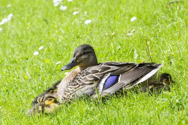 Ducklings with mum on the grass