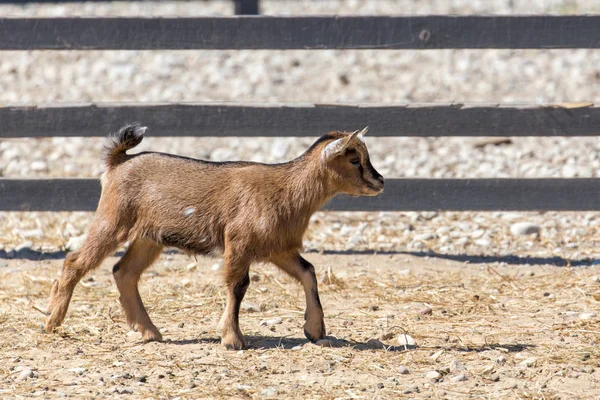 Little Goat Walking Road — Stock Photo, Image