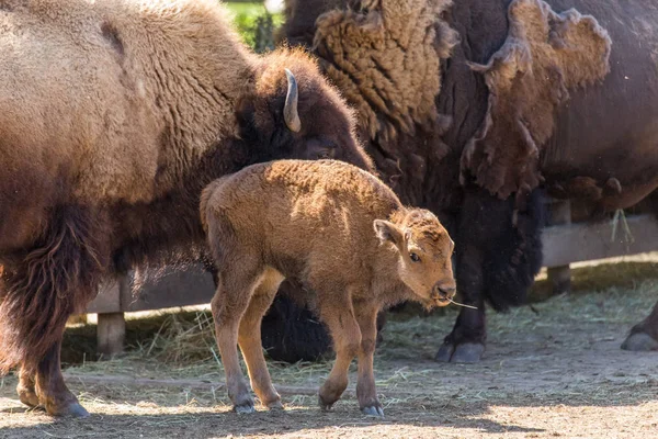 Petit Bison Américain Debout — Photo