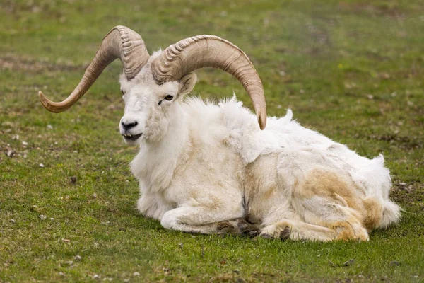 Thinhorn Sheep Ovis Dalli — Stock Photo, Image