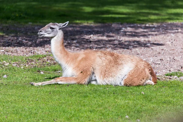 Lama Guanicoe Resing Fűben — Stock Fotó