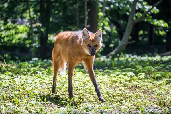 Lobo Crin Chysocyon Brachyurus — Foto de Stock