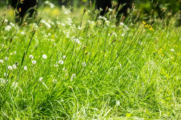 Alto Gren Grama Fundo — Fotografia de Stock