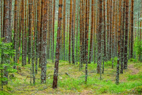 Bos Met Lange Bomen — Stockfoto