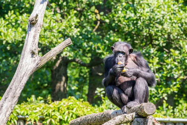 Chimpanzee on tree (Pan troglodytes)