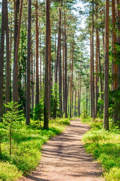 Bospad Weg Manier — Stockfoto