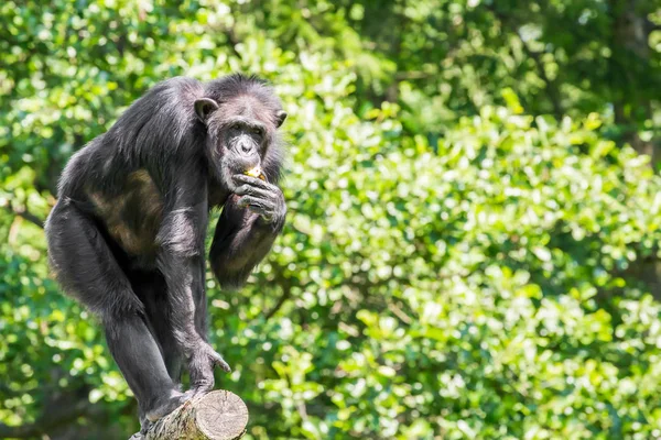 Chimpanzee on tree (Pan troglodytes)