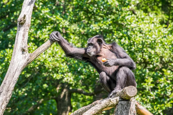 Chimpanzee on tree (Pan troglodytes)