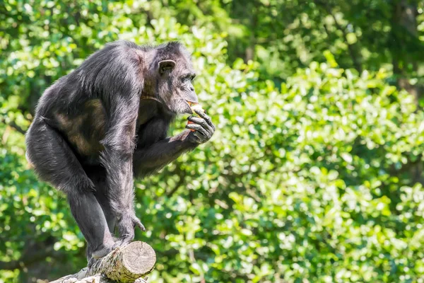 Chimpanzee on tree (Pan troglodytes)