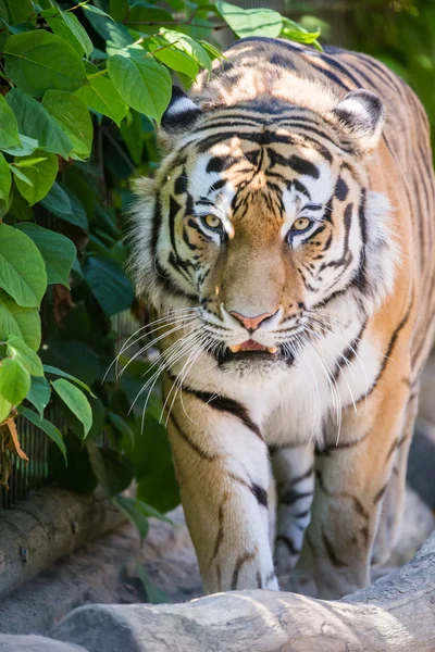 Tigre Amure Zoológico Tallinn — Fotografia de Stock