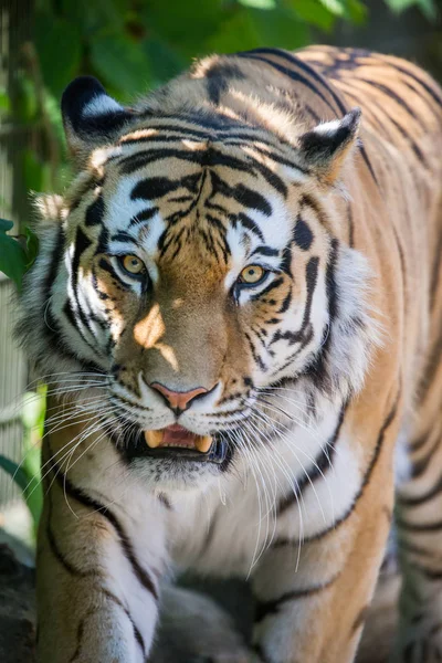 Amure Tiger Zoo Von Tallinn — Stockfoto