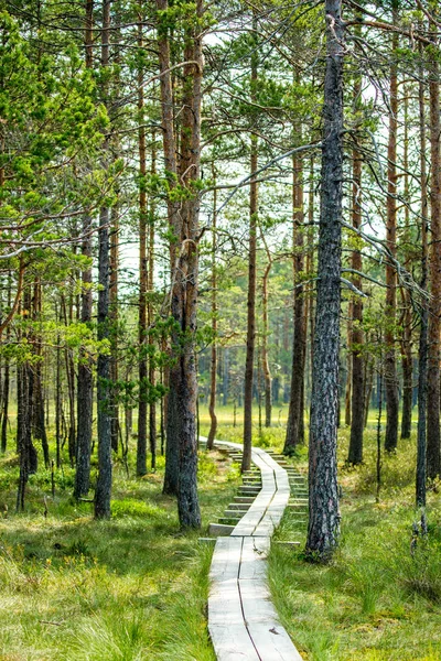 Bospad Weg Manier — Stockfoto