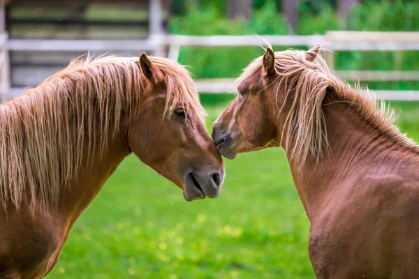 Chevaux Jouant Sur Terrain — Photo